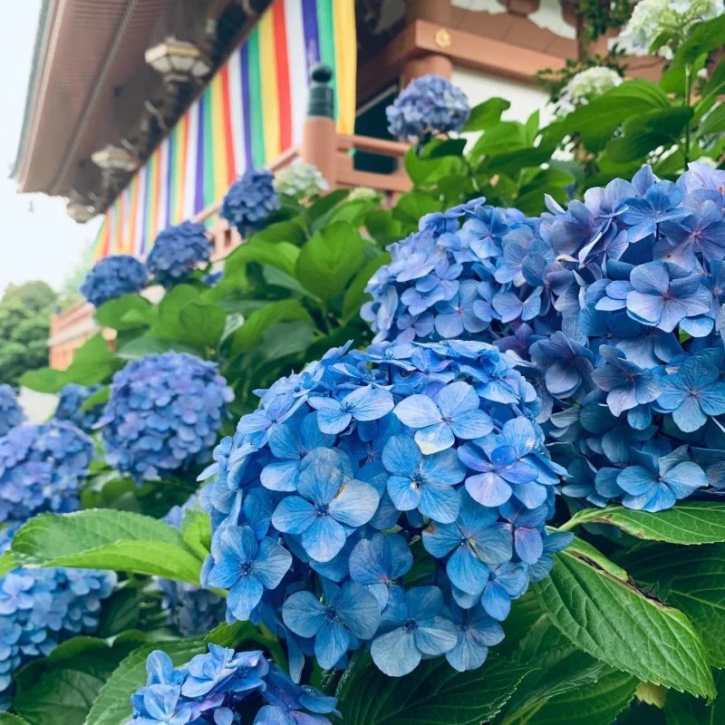 ⛩️ 오토와산 기요미즈데라(오토와산 세이스이지) 이미지 8